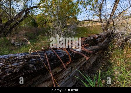 Il vecchio fienile rimane presso il sito storico di Caroline Lockhart, nel Bighorn Canyon National Recreation Area, vicino Lovell, Wyoming, USA Foto Stock