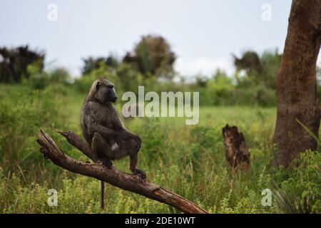 Scimmia agghiacciante comodamente in un albero, scimmia godendo la vista sulla savana, safari in uganda Foto Stock