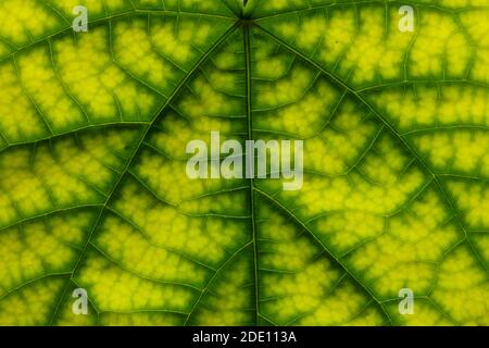 Foglia verde brillante texture retroilluminata dal sole. Scatto macro Foto Stock