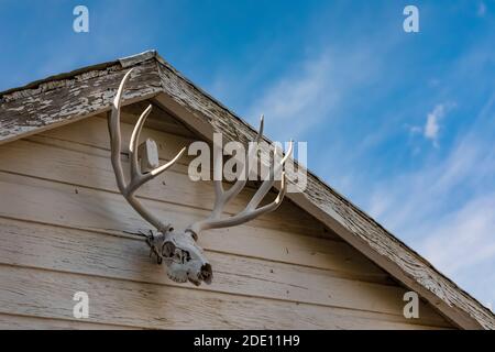 Mule Deer Antlers in un edificio presso lo storico Ewing-Snell Ranch presso la Bighorn Canyon National Recreation Area, vicino Lovell, Wyoming, USA Foto Stock