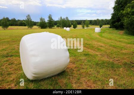 Campo con balle di insilato rivestite in plastica bianca. Foto Stock