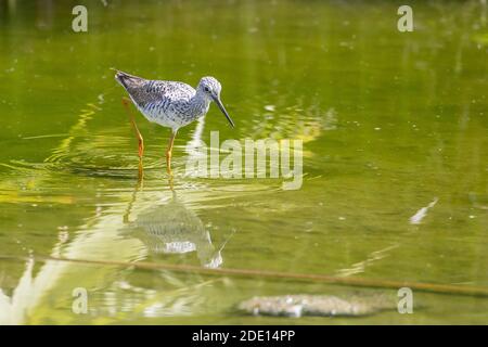 Un adulto più grande zampe giallastre (Tringa melanoleuca), che guada in un ruscello a San Jose del Cabo, Baja California sur, Messico, Nord America Foto Stock