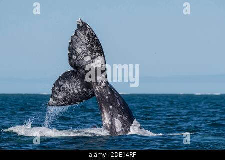 Balene grigie della California (Eschrichtius robustus), comportamento di courtship, Laguna di San Ignacio, Baja California sur, Messico, Nord America Foto Stock