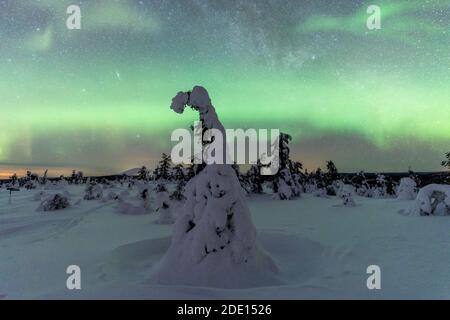 Aurora boreale (Aurora Borealis) nel cielo stellato invernale sulla foresta ghiacciata, il Parco Nazionale Pallas-Yllastunturi, Muonio, Lapponia, Finlandia Foto Stock