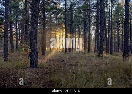 HDR composito del sole di fine giornata che splende attraverso gli alberi della foresta di Kaibab vicino a Williams, Arizona, Stati Uniti d'America, Nord America Foto Stock