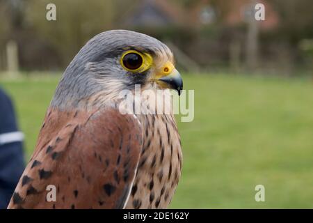 Il lato della testa di una graziosa e piccola kestrel marrone (falco tinnunculus); occhio giallo e becco, piume brune macchiate Foto Stock