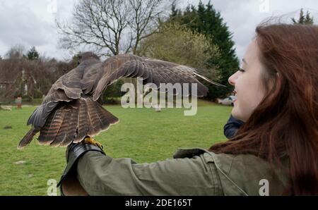Una donna con lunghi capelli marroni che tiene un falco di Harris (parabuteo unicinctus) su un guanto di falconer Foto Stock