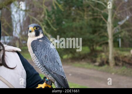 Un bel falco peregrino blu-grigio (falco peregrinus) tenuto da una femmina falconer sotto la pioggia Foto Stock