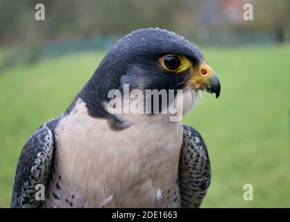 Primo piano di un bel falco peregrino blu-grigio (falco peregrinus). Gocce di pioggia perline sulle sue piume come si pone. Becco giallo acuto e occhi intensi Foto Stock