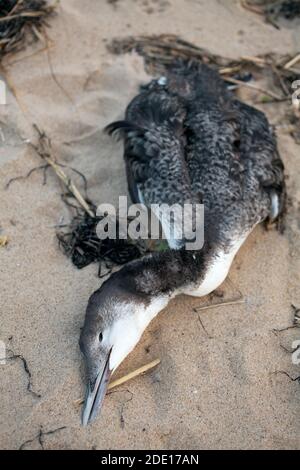 Loon comune morto da causa sconosciuta, sulla spiaggia a Provincetown, Massachusetts. Foto Stock