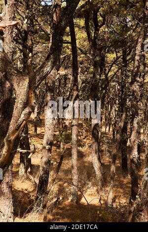 Uno stand di pitch nativo o pinne scrub a Cape Cod, Massachusetts. Foto Stock