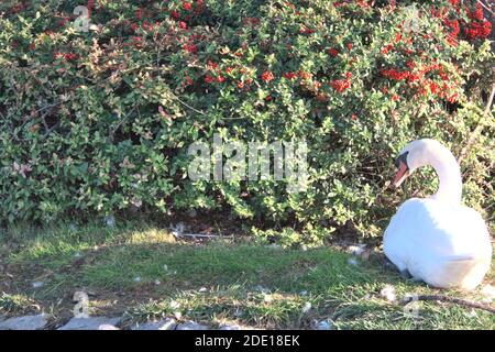 White Swan seduto su Grass Foto Stock