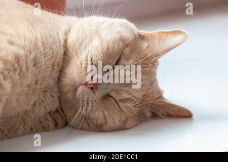 Il gatto rosso sta dormendo dolcemente. Un grande ritratto di un gatto. Foto Stock