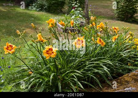 "Ingannare me' Daylily, Daglilja (Hemerocallis) Foto Stock