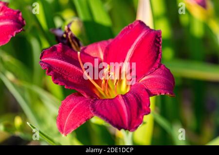 'Red Rum' Daylily, Daglilja (Hemerocallis) Foto Stock