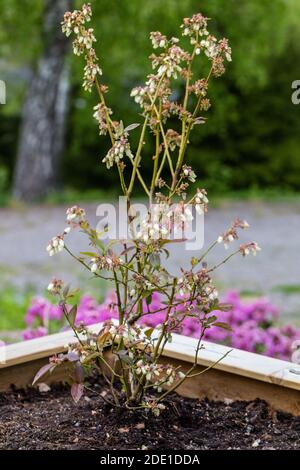 Mirtillo "Patriot", americansk blåbär (Vaccinium corymbosum) Foto Stock