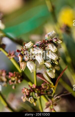 Mirtillo "Patriot", americansk blåbär (Vaccinium corymbosum) Foto Stock