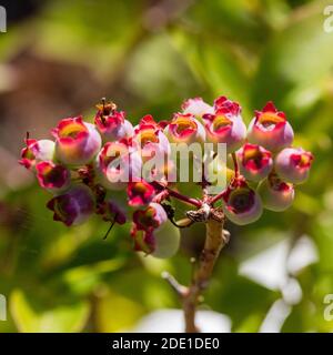 Mirtillo "Patriot", americansk blåbär (Vaccinium corymbosum) Foto Stock