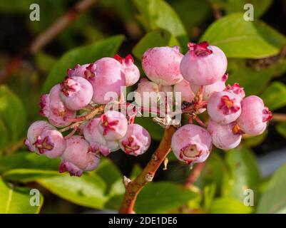 Mirtillo "Patriot", americansk blåbär (Vaccinium corymbosum) Foto Stock