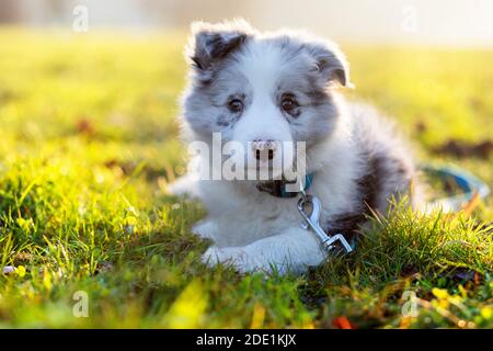 Primo piano di un cucciolo di Border Collie Blue Merle sdraiato giù all'aperto Foto Stock