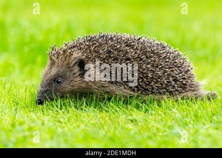 Hedgehog, nome scientifico, Erinaceus Europaeus. Riccio selvatico, nativo, europeo in habitat naturale giardino, camminando attraverso un prato verde erba. Orizzontale Foto Stock