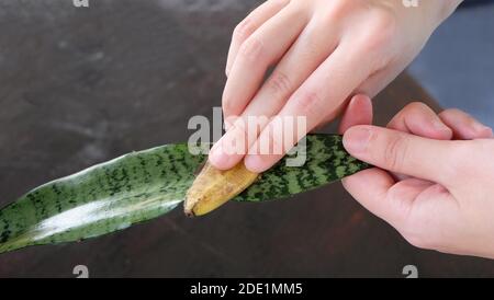 Una mano che lucida una foglia della pianta di serpente, con la buccia di banana, per mantenerla lucida. Foto Stock