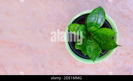 Vista dall'alto di una piccola pentola di Bird's Nest Snake Plant, conosciuta anche come Sansevieria Hahnii. Foto Stock