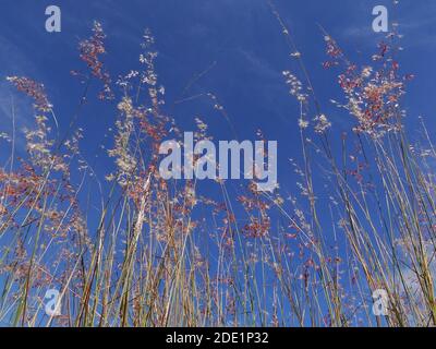 Pianta selvaggia sotto il sole Foto Stock