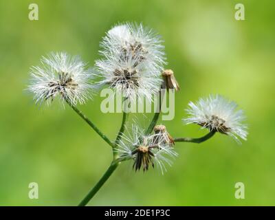 Pianta selvaggia sotto il sole Foto Stock