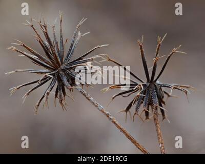 Pianta selvaggia sotto il sole Foto Stock