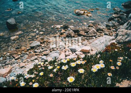 Un mazzo di fiori di carpobro bianco che crescono accanto ad a. riva rocciosa del mar mediterraneo Foto Stock