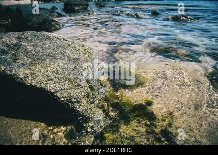 Primo piano di una roccia e di alcune alghe verdi che crescono sotto il mare nella natura selvaggia Foto Stock