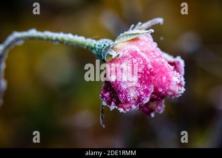 Pokrent, Germania. 28 Nov 2020. Cristalli di ghiaccio si sono formati su un fiore di rosa. Con temperature al di sotto di zero gradi e in parte nebbia al suolo, il tempo nel nord della Germania si mostra. Credit: Jens Büttner/dpa-Zentralbild/dpa/Alamy Live News Foto Stock