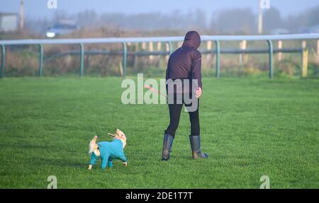 Brighton UK 28 novembre 2020 - questo pooch rimane caldo in un cappotto luminoso su una bella mattina da Brighton Racecourse come il sole inizia a bruciare la nebbia precoce . : Credit Simon Dack / Alamy Live News Foto Stock