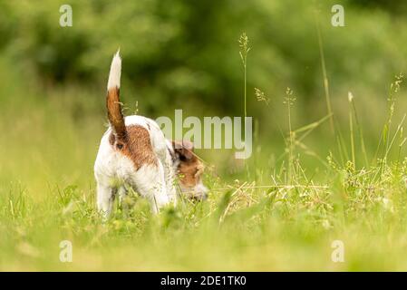 Bella piccola Parson Russell Terrier segue un buon sentiero profumato in primavera su un prato Foto Stock