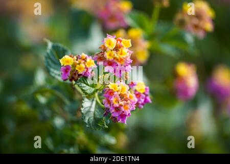 Fiori di Lantana Camara, Patty Wankler pianta, in giardino. Foto Stock