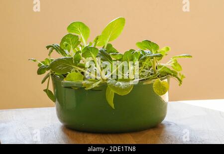 Bok choy, Pak choi che cresce in una pentola le creuset, al chiuso. Foto Stock