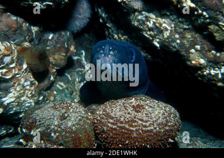 Anguilla di conger (conger conger). Foto Stock