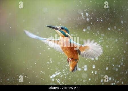 Kingfisher dopo un tentativo di pesca fallito Foto Stock