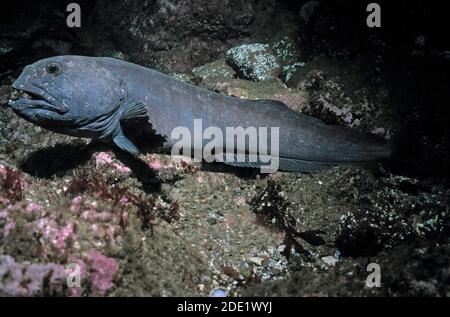 Wolffish (Anarhichas lupus) al di fuori della sua casa di fondali rocciosi, Regno Unito. Foto Stock