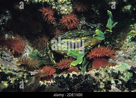 Granchio costiero comune (Carcinus maenas) nelle acque costiere britanniche. Foto Stock