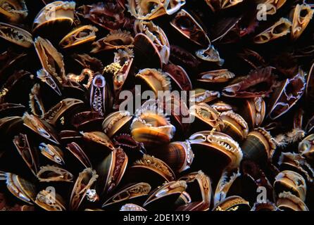 Comune mitili (Mytilus edulis) letto o gruppo di alimentazione, Regno Unito. Foto Stock