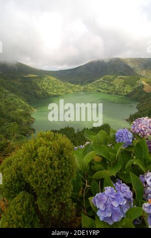 Fiori sul vulcano in azzorre, Fayal, portogallo Foto Stock