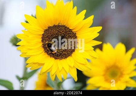 Bumblebee sui semi di girasole Foto Stock