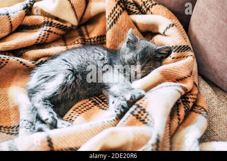 Un piccolo gattino grigio dorme su una coperta di lana. Foto Stock