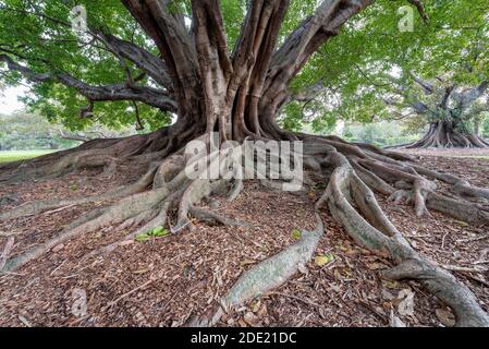 Un vecchio fico su Macquarie Road al limitare dei Royal Botanic Gardens pubblici, Sydney, Australia. Foto Stock