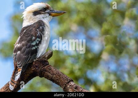 Ridendo Kookaburra (Dacelo novaeguineae) seduto su un ramo di albero Foto Stock