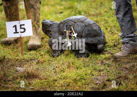 Primo piano di un tiro con l'arco e frecce, falso tartaruga animale sopra l'erba verde e fango in autunno. Foto Stock