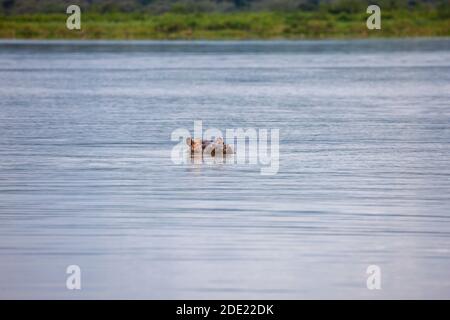 Hippo nuoto nel Parco Nazionale del Lago Haro Akagera, Ruanda, Africa Foto Stock