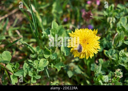 Piccolo coleottero su un bel fiore giallo di dente di leone. Foto Stock